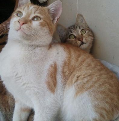 Bu Süper İkili Kedimize Anne Baba Arıyoruz, İstanbul