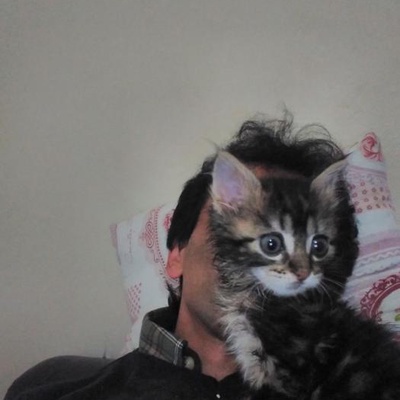 Bu Güzel Yavru Kedilerimize Yeni Anneler Babalar Araıyoruz, İstanbul