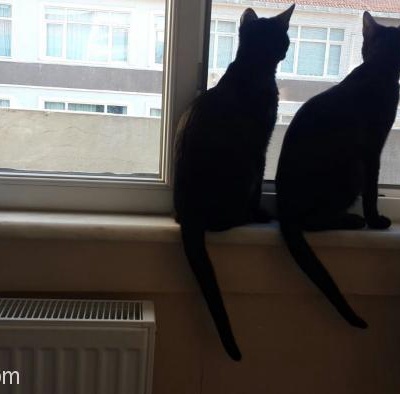 Siyah Mı Siyah 4 Aylık İki Kardeş Jaguar Ev Arıyor, İstanbul