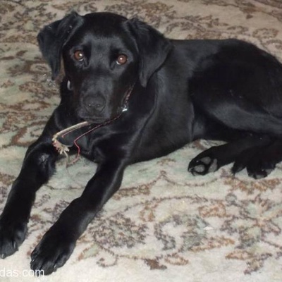 Minik 6 Aylık Labrador Rot Melezi Dişi Köpek, İzmir