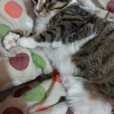 Kedime Yeni Sahip Anne Baba Sevgisi Vericek Sahip Arıyorum, İstanbul
