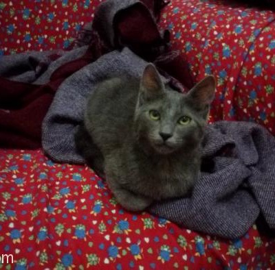 Mavi Rus Cinsi Meraklı Ve Oyuncu Kedim Evden Kaçtı Her Yeri Aradık Bulamadık :( İstanbul, İstanbul