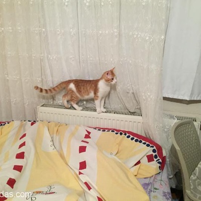 4 - 5 Aylık Sarı Tekir Kedi Yeni Yuvasını Arıyor, İstanbul