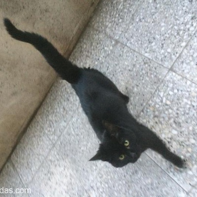 Kara Kedi Uğur Getirir!, Ankara