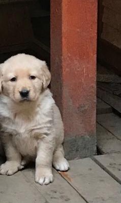 Labrador Miniklerimize İyi Bakacak Bir Yuva Arıyoruz, İstanbul