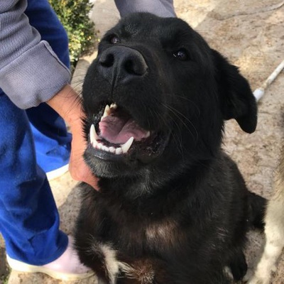Acil Yuvaya İhtiyacı Var Labrador Golden Kırması İnanılmaz Akıllı, Ankara
