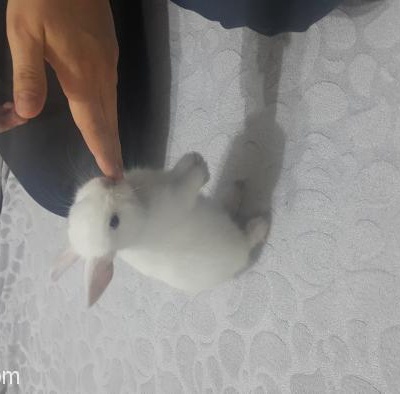 Hollanda Cüce (Netherland Dwarf) Tavşanı-Beyaz, İstanbul