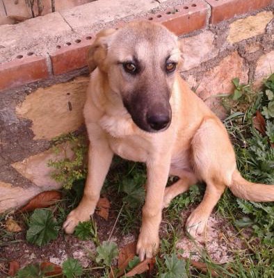 5 Yada 6 Aylik Galiba, Dişi Bir Köpek Yavrusu Buldum., Antalya