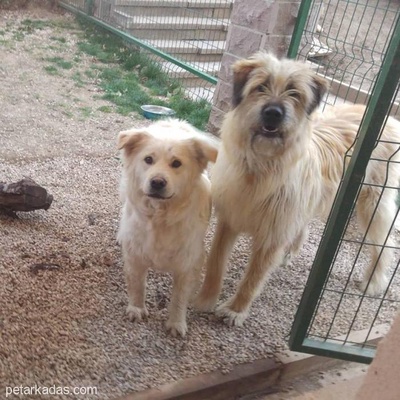 Kaju Eşsiz Bir Köpek, Ankara