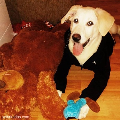 Beş Aylık Golden Retriever Labrador Retriever Mix Kızımız Ömürlük Ailesini Arıyor 05437360675, İstanbul