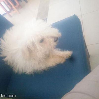 Acil Maltase Terrier Yuva Arıyor Antalya İçi, Antalya
