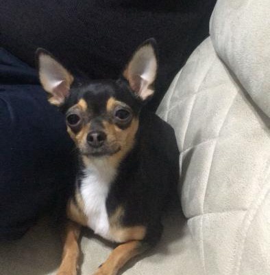 Çaça Dişi Chihuahua