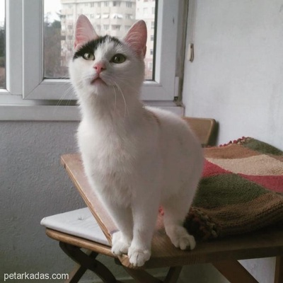 Narin Mırıl Mırıl Güzeller Güzeli Kedi Maya Yuvasını Arıyor, İstanbul