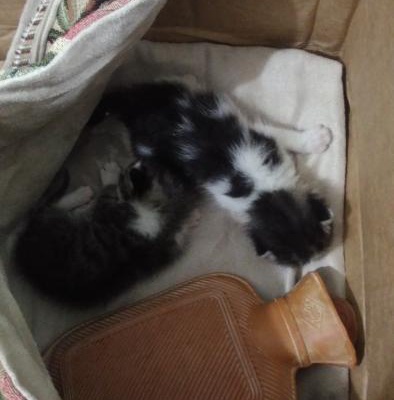 Bebek Kedilere Acil Süt Anne, Çanakkale