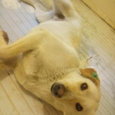 Labrador Melezı Kıza Cok Acıl Gecıcı Kalıcı Yuva Bahce Aranıyor Eyüp, İstanbul