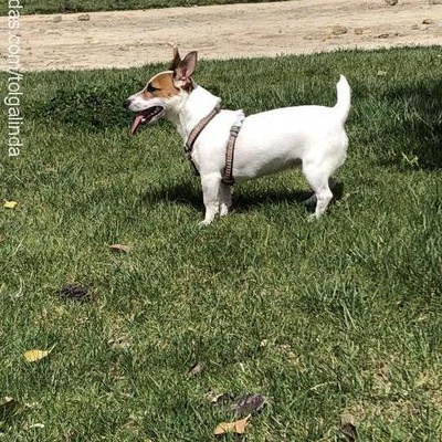 linda Dişi Jack Russell Terrier
