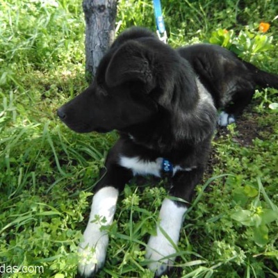 Labrador Kırması 4 Aylık Kızımıza Cok Acıl Gecıcı Kalıcı Yuva Arıyoruz, Ankara