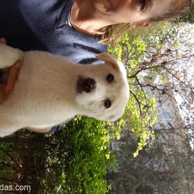 Ücretsiz 3 Aylık Labrador Yavrusu, Ankara