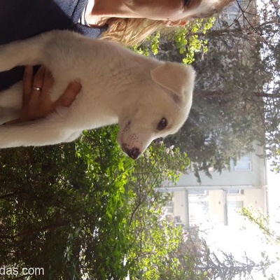 Ücretsiz 3 Aylık Labrador Yavrusu, Ankara