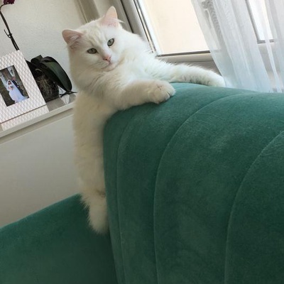 Ankara Kedisi Yuva Arıyor., Balıkesir