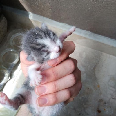 Yeni Doğmuş Yavru Kediler, Sakarya