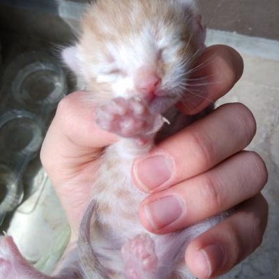 Yeni Doğmuş Yavru Kediler, Sakarya