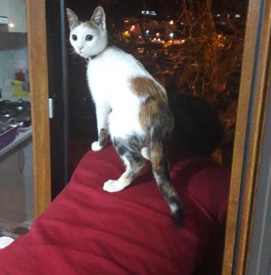 Canımdan Çok Sevdiğim Kedimi Astım Hastası Olduğum İçin Sahiplendirmek İstiyorum., İstanbul