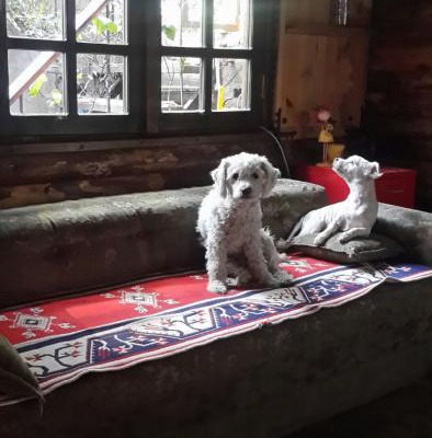 reisveece Erkek West Highland White Terrier