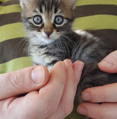 1.5 Aylık Uzun Tüylü Pofuduk Bebek Kedi Evde Doğup Büyüdü, İstanbul