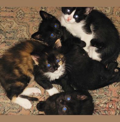 Dört Minik Kedi Dostumuza Sıcak Bir Yuva Arıyoruz, İstanbul