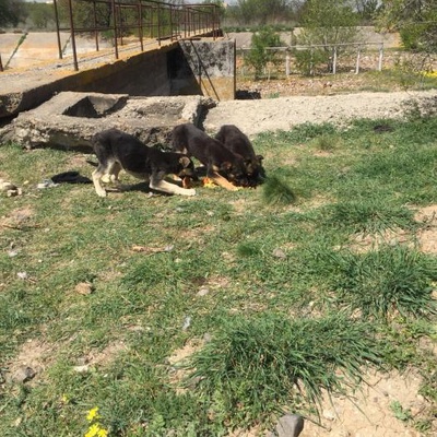 Alman Çoban Kırması Yavru, Ankara