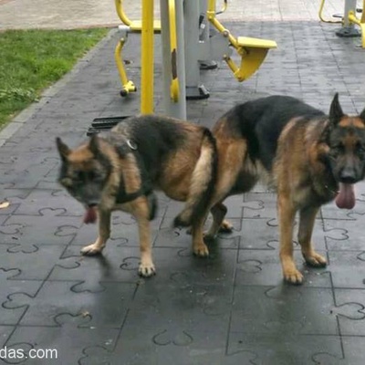 Alman Çoban Köpekleri Yavruları Kimlikli Aşılı, İstanbul