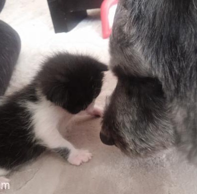 Kedicik Sevgi Dolu Bir Aileye İhtiyaci Var, Gaziantep