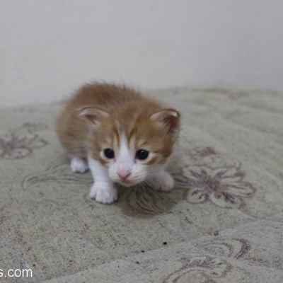 1 Aylık Yavru Kediler, Adana