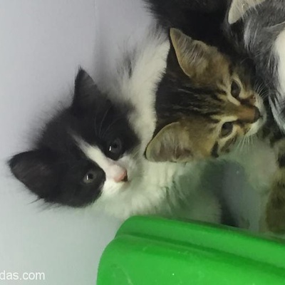 Veteriner Kliniğinden Yavru Kediler, Eskişehir