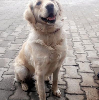 2 Yaşındaki Kısırlaştırılmamış Köpeğimize Bakabilecek Evler Arıyoruz., İstanbul