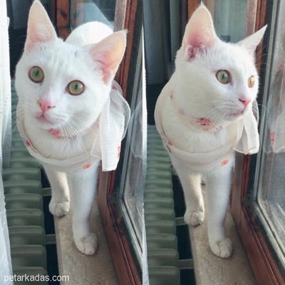 Van Kedisi Melezi Yeni Evini Arıyor!, Van