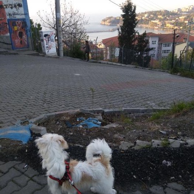 Güzel Bir Yuva, Zonguldak
