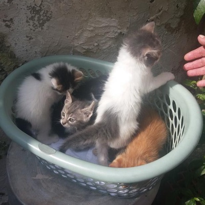 Kedici Abladan İkircikliler, İzmir