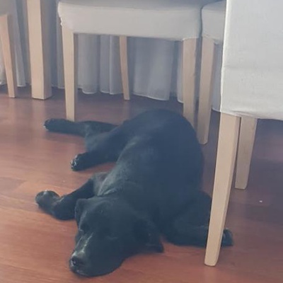 Labrador Kırması Kara Yuva Arıyor, İstanbul