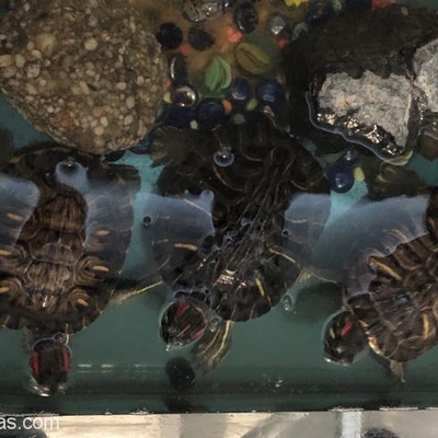 Teraryum İle Beraber 3 Su Kaplumbağası, Konya