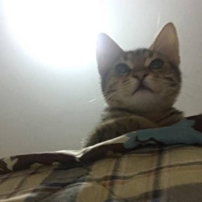 26.02.2018 Doğumlu (Yaklaşık 3,5 Aylık)  Tekir Kediyim Yuvanızı Acarmısınız  Bana, Adana
