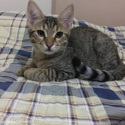 26.02.2018 Doğumlu (Yaklaşık 3,5 Aylık)  Tekir Kediyim Yuvanızı Acarmısınız  Bana, Adana