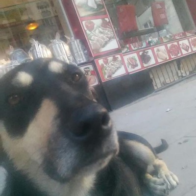 Rottweiler Kirmasi Kizimiz Luna Yuvariyor, İstanbul