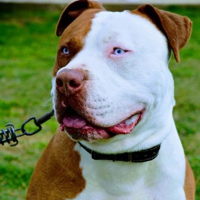 boyka Erkek Amerikan Pitbull Terrier