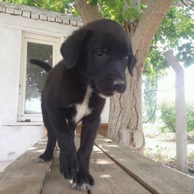 Cano 2 Aylık Labrador Bebek Dördü Yuvalandı Kalan Dört Kardeşlerden Biri Sütten Kesildi Artık Mama Y, İzmir