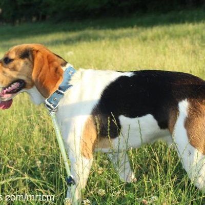 alfa Erkek Beagle