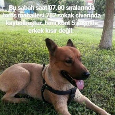 Kayıp Çoban Köpeği Kurt, Adana