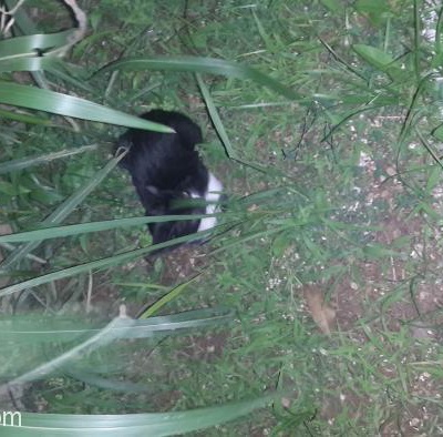 Yaklaşık 2.5 Aylık Çok Uysal Erkek Yavru Kedi, Manisa
