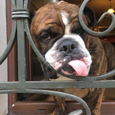 2.5 Yaşında İngiliz Bulldog Yuva Arıyor., İstanbul
